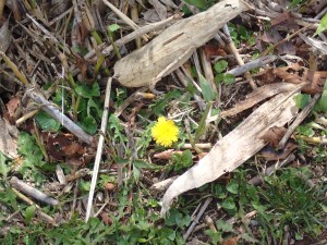 貴重な花