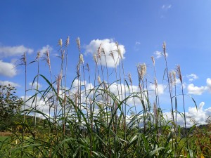 いい天気