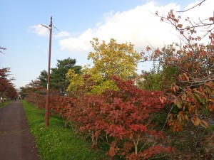 楽しい紅葉