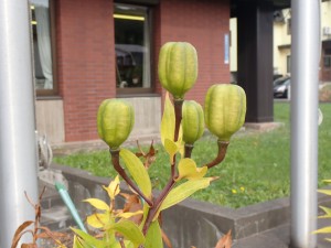 正面の花壇