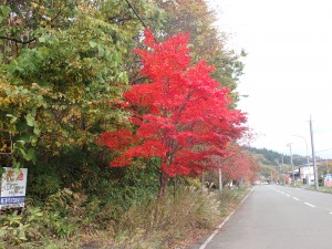 また来年