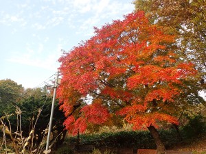 きれいな紅葉