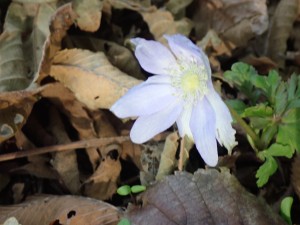 春の花ですが