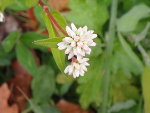 ピンクの花