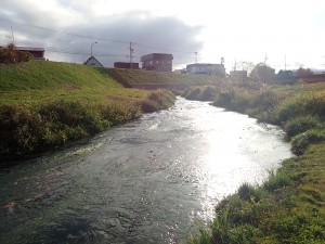 まぶしい真狩川