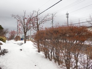 雪は少ない