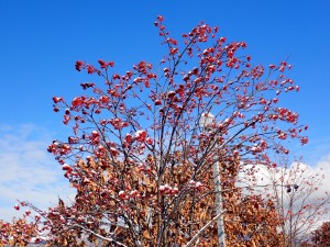 春まであるか