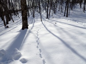 楽しかった