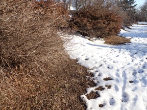 雪が残る道を歩く