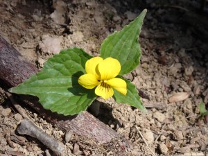 黄色の花
