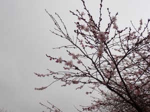 今年初めて