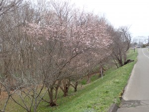 ありがとう また来年