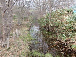きれいな水