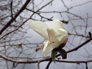 きれい
