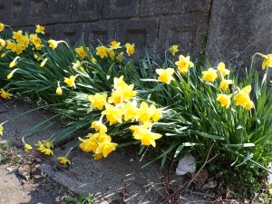 道端にスイセン