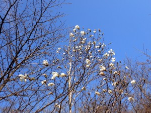 白い花