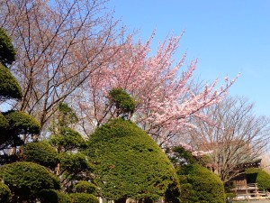 開花日だった