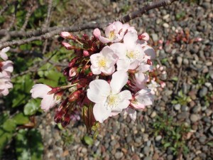 花見客があちこちに