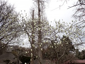 白い花
