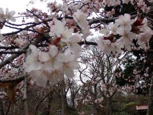 ぼけた