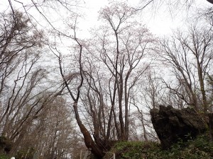 初めて見た