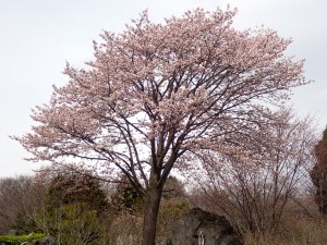 花見だ