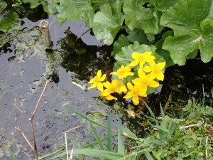 水辺の花