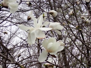 白い花