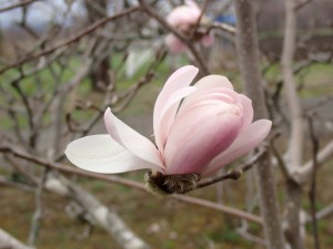 ピンクの花
