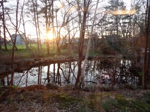 桜と夕日がいいなあ