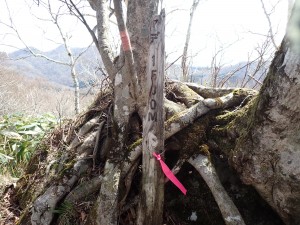 頑張ろう
