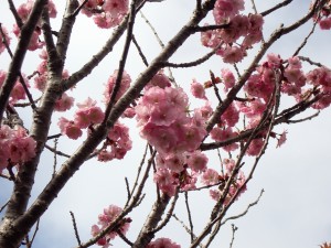 花見だ