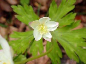 花の先端が赤い