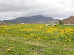 タンポポと有珠山
