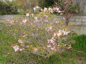 ピンクの花