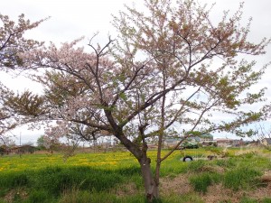 きれい
