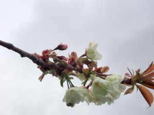 映える
