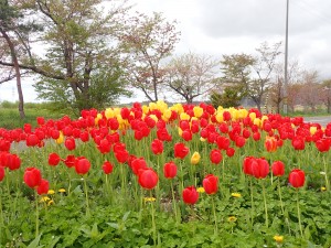 楽しい
