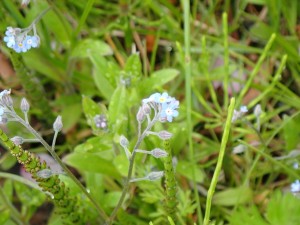 小さな花