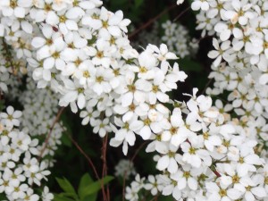 小さな花が いっぱい