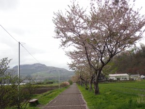 散りかけている