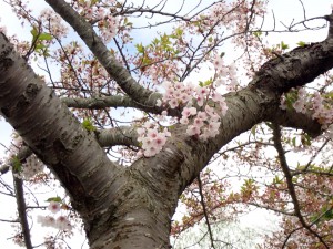 見飽きない