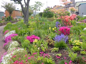 沢山の花達