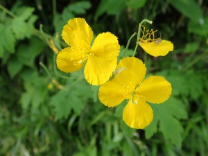黄色の花