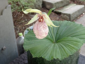 レブンアツモリソウに 似ている