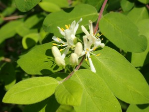 きれいな花