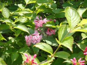 開花後