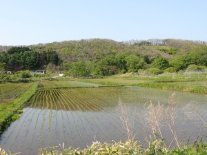 案山子はいない