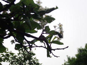 白い花