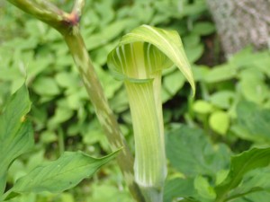 夏の花